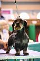 Crufts2011_2 1229